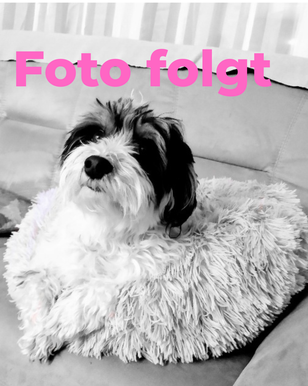 Foto-folgt-1